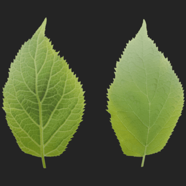 Leaf 001