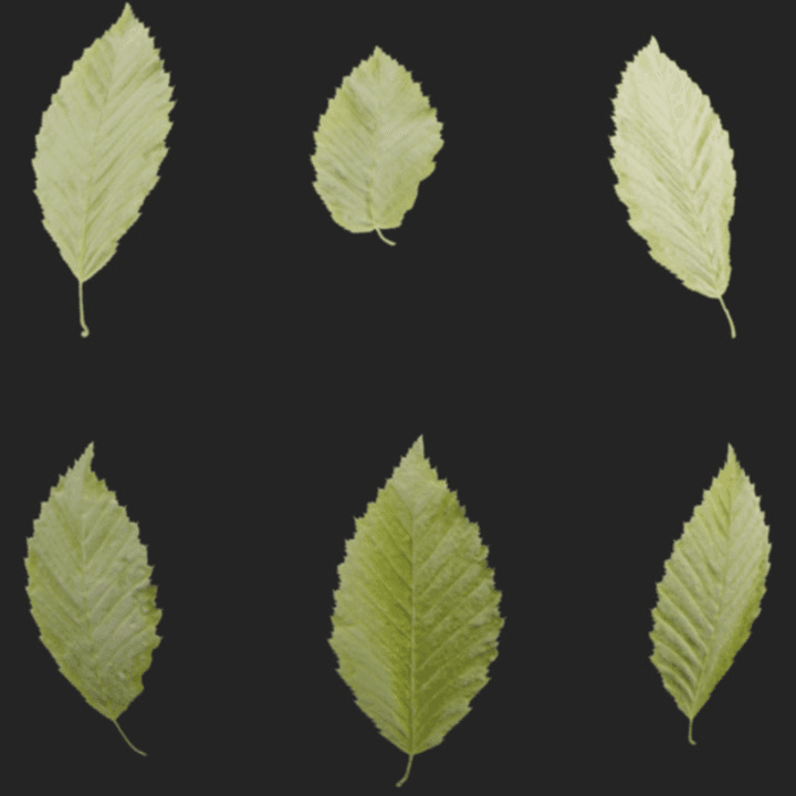 Leaf Set 001