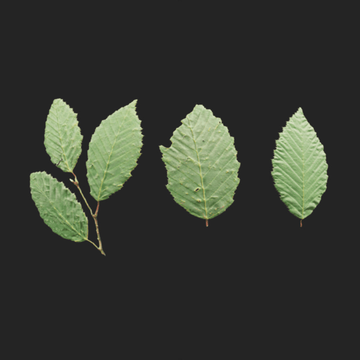 Leaf Set 005