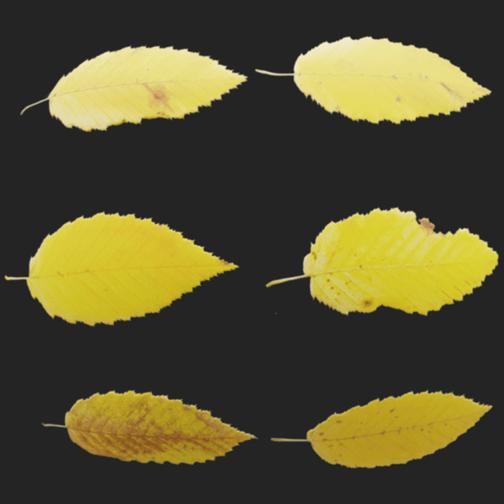 Leaf Set 007