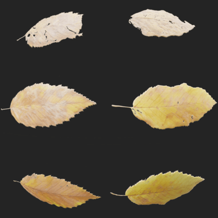 Leaf Set 008