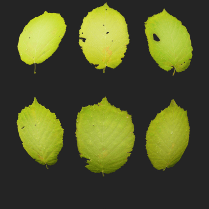 Leaf Set 009