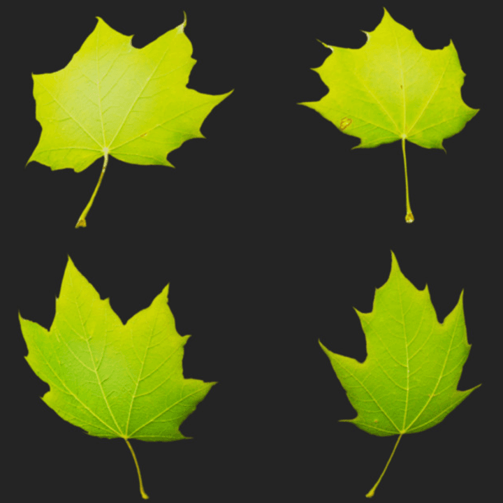 Leaf Set 010