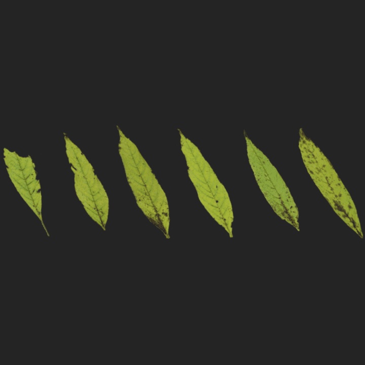 Leaf Set 013