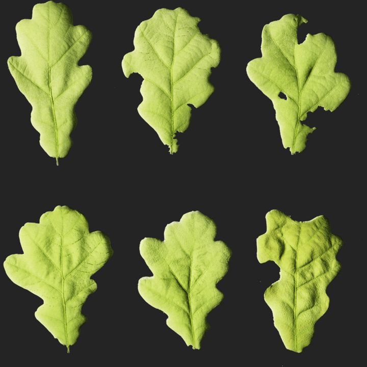 Leaf Set 016