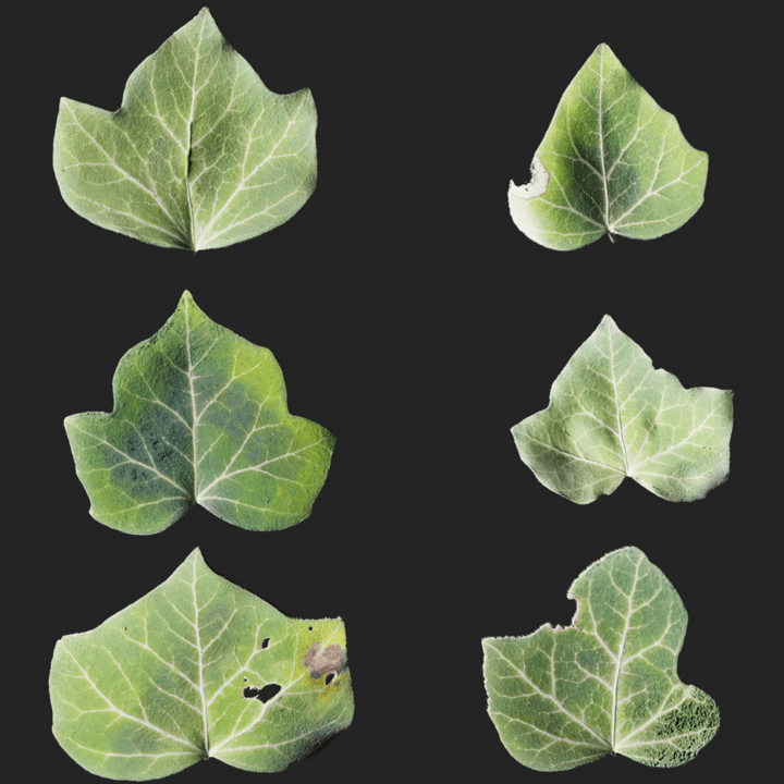 Leaf Set 017