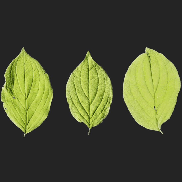 Leaf Set 018