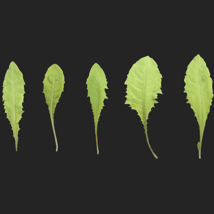 Leaf Set 020