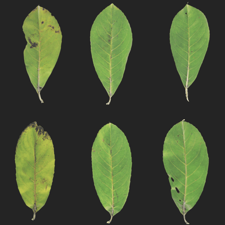 leaves,leaf,set,leaf-set,green