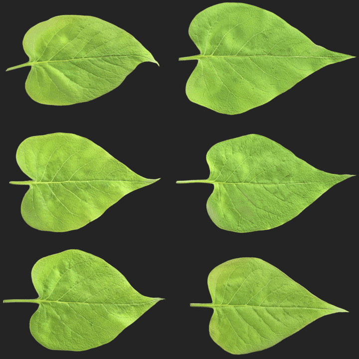 Leaf Set 023