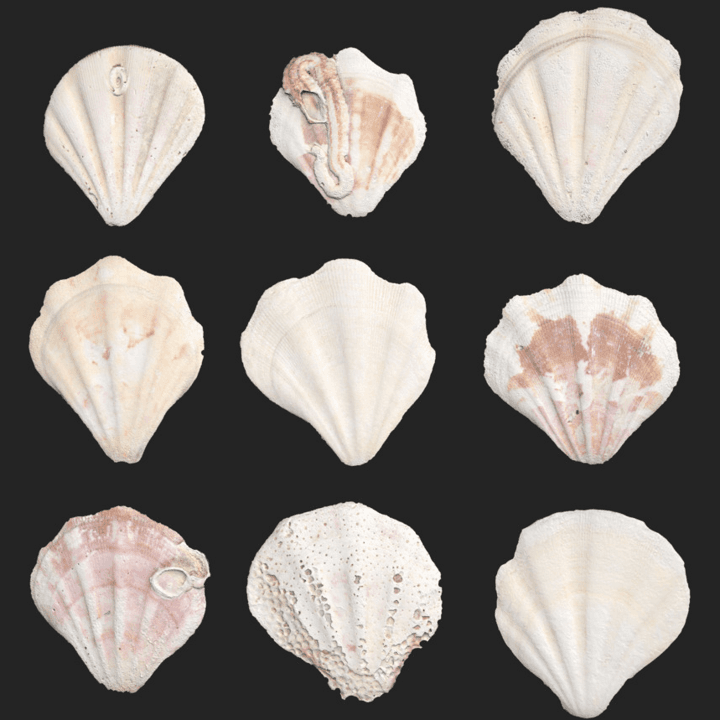 Shell Set 001