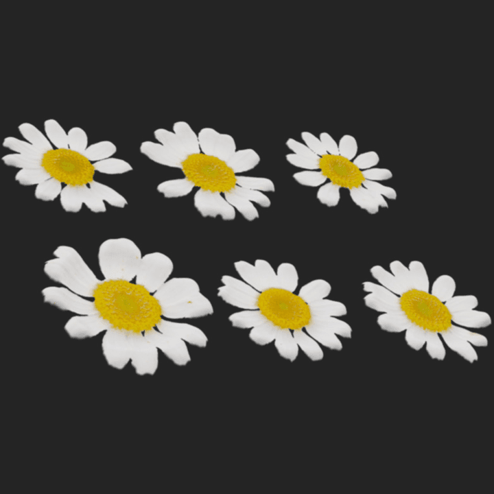 yellow,flower-set,set,white,daisy,flower