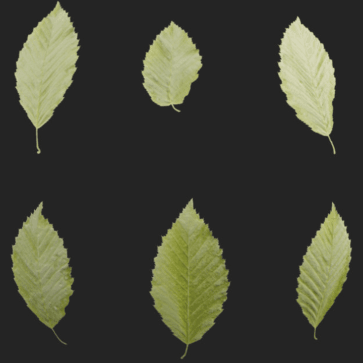 leaves,tree,leaf,set,leaf-set,single,green