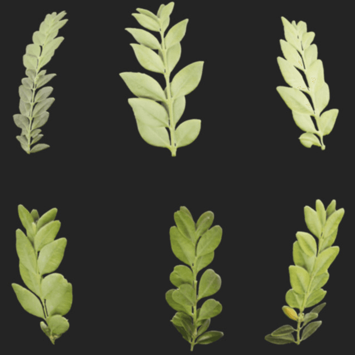 leaves,tree,leaf,set,leaf-set,single,green