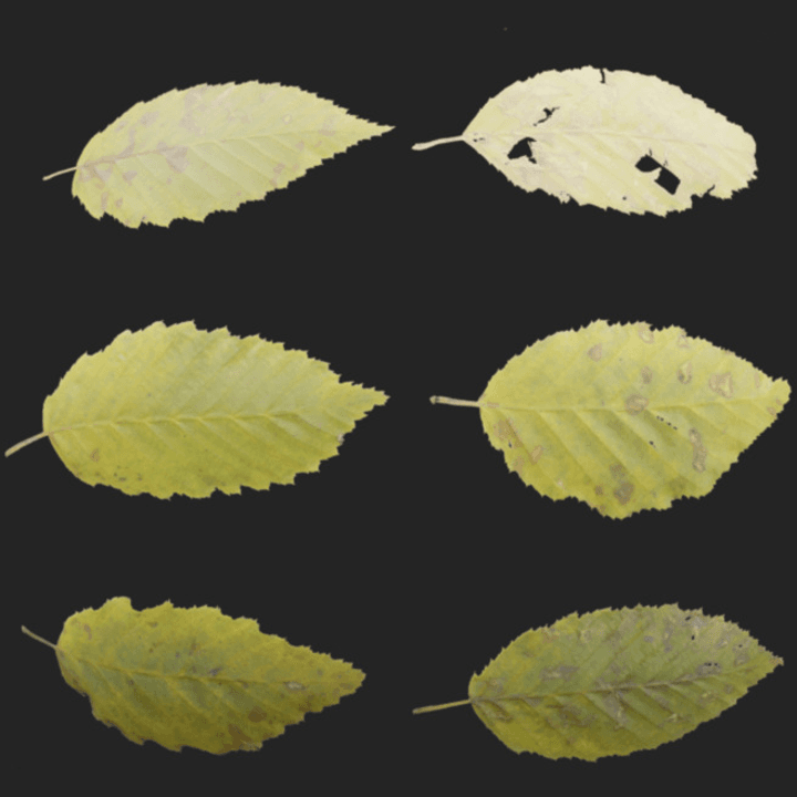fall,leaves,leaf,set,leaf-set,green,autumn