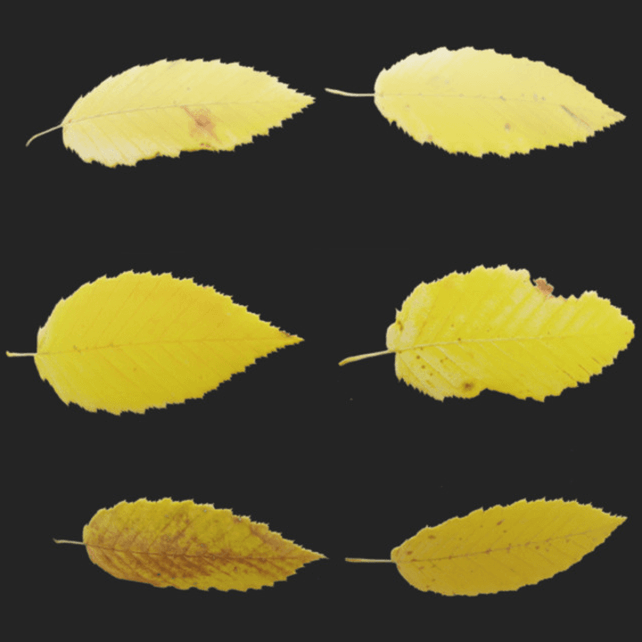 fall,leaves,tree,yellow,leaf,set,leaf-set,autumn