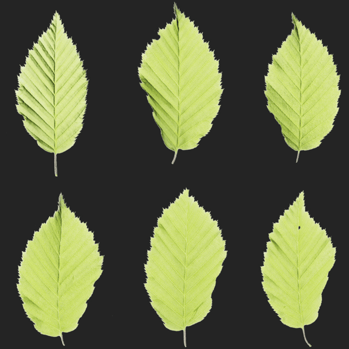 leaves,spring,leaf,set,leaf-set,green