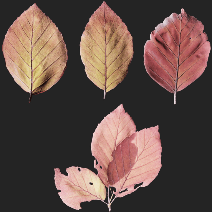 Leaf Set 015