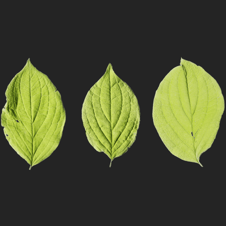 leaves,leaf,set,leaf-set,green