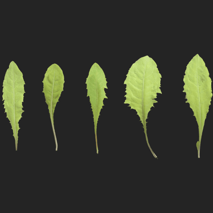 leaves,leaf,dandelion,plants,set,leaf-set,atlas