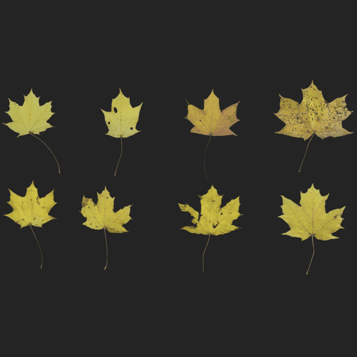 fall,leaves,yellow,leaf,set,leaf-set,autumn,forest