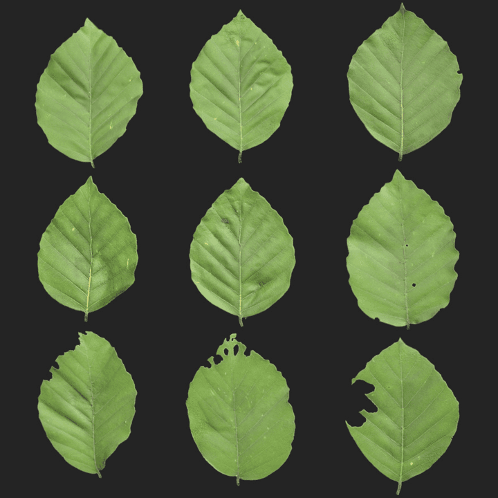 Leaf Set 024
