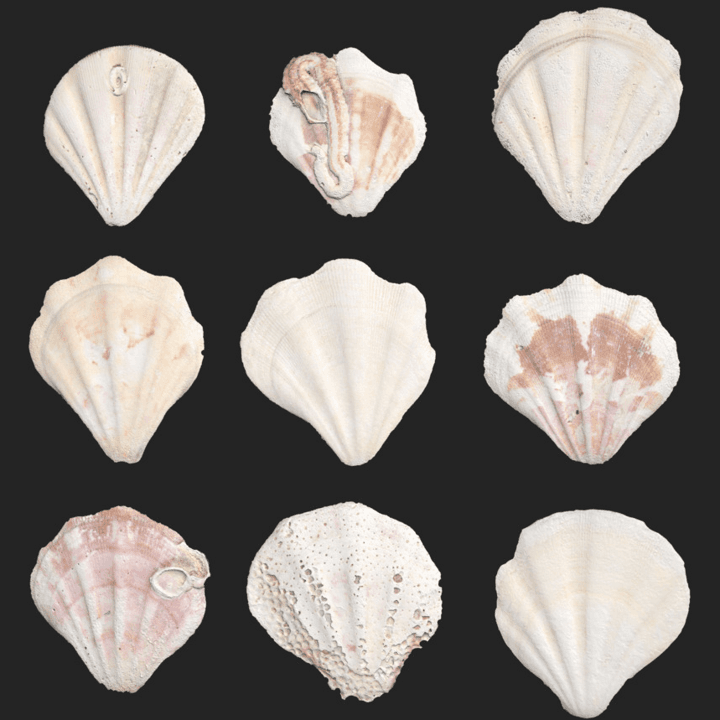 ocean,beach,set,shell,shell-set