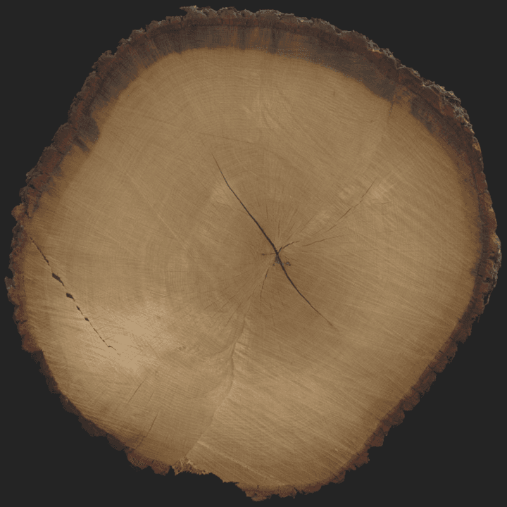 tree,wood,end,stump,cut,forest,wooden,tree-end